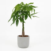 Pachira Aquatica 90cm im 21cm Topf