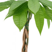 Pachira Aquatica 80cm Nahaufnahme