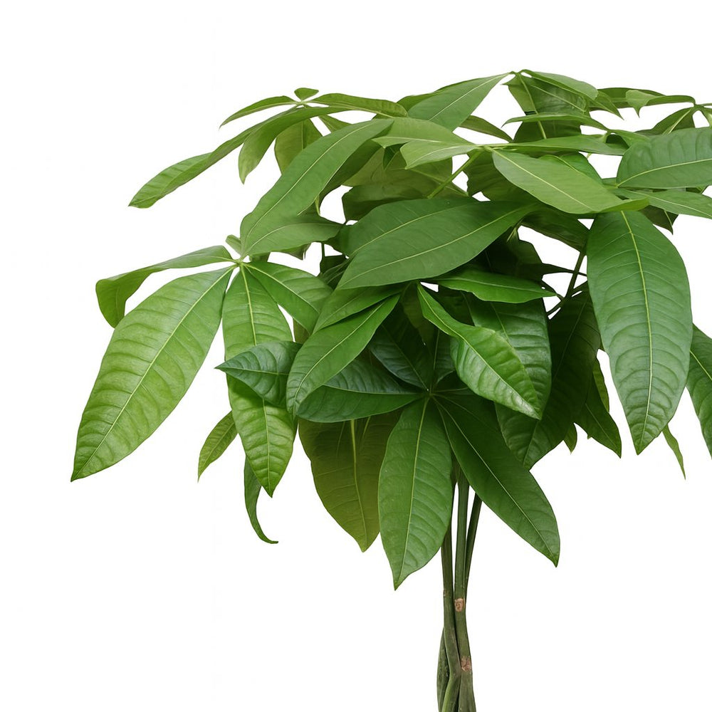 Pachira Aquatica 120cm Nahaufnahme