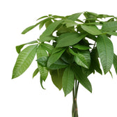 Pachira Aquatica 120cm Nahaufnahme