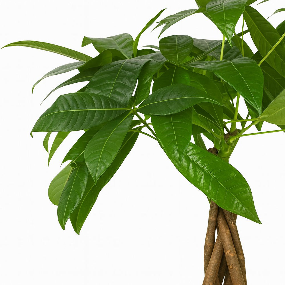 Pachira Aquatica 35cm Nahaufnahme