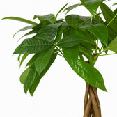 Pachira Aquatica 35cm Nahaufnahme