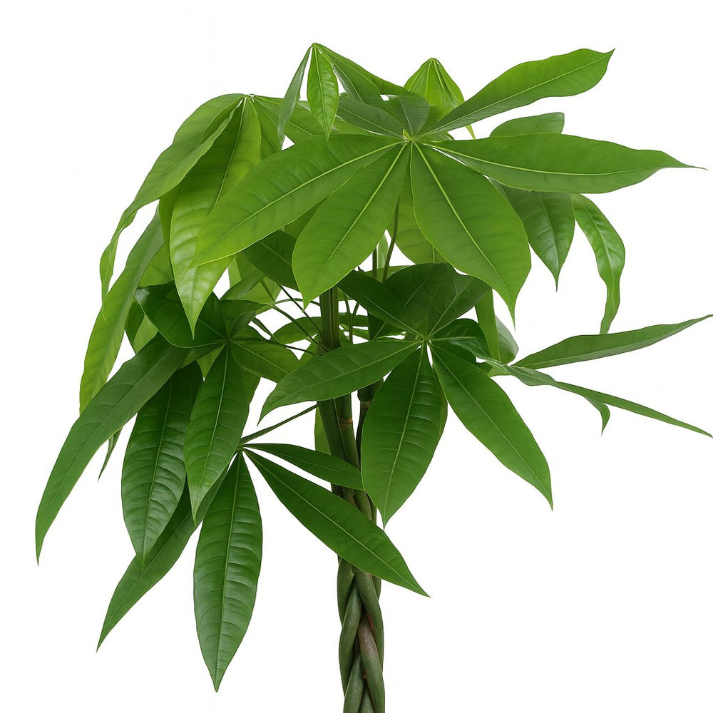 Pachira Aquatica 90cm Nahaufnahme
