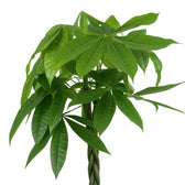 Pachira Aquatica 90cm Nahaufnahme