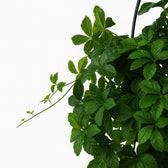 Parthenocissus Striatha hängend 15cm im 15cm Topf Nahaufnahme