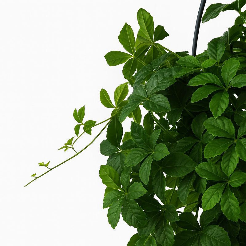 Parthenocissus Striatha hängend Detail