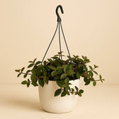 Peperomia Angulata Rocca Scuro 25cm im 15cm Topf