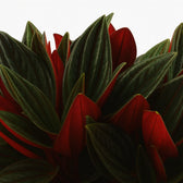 Peperomia Caperata Rosso 15cm im 11cm Topf Nahaufnahme