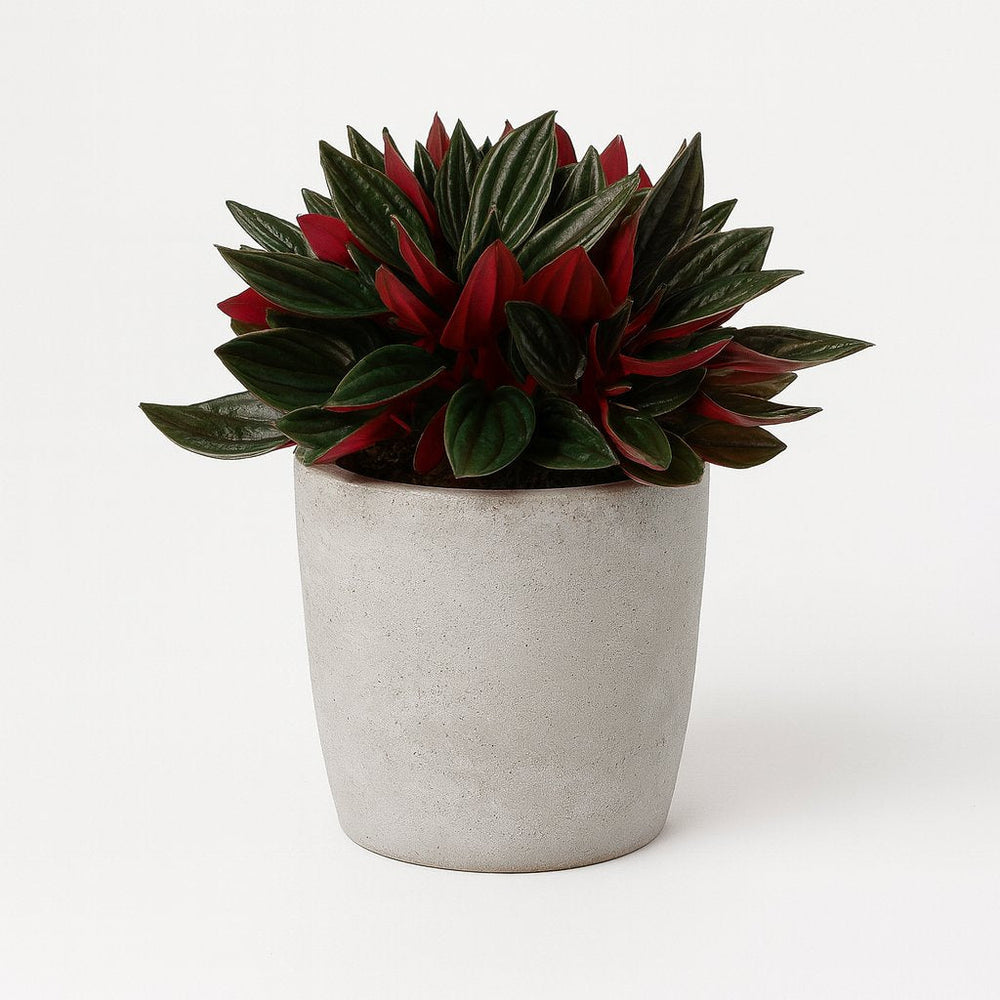 Peperomia Caperata Rosso 15cm im 11cm Topf