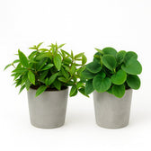 Peperomia Duo mit 2 Stück 15cm im 12cm Topf