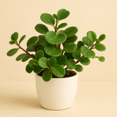Peperomia Pecunifolia Pecunii 13cm im 11cm Topf