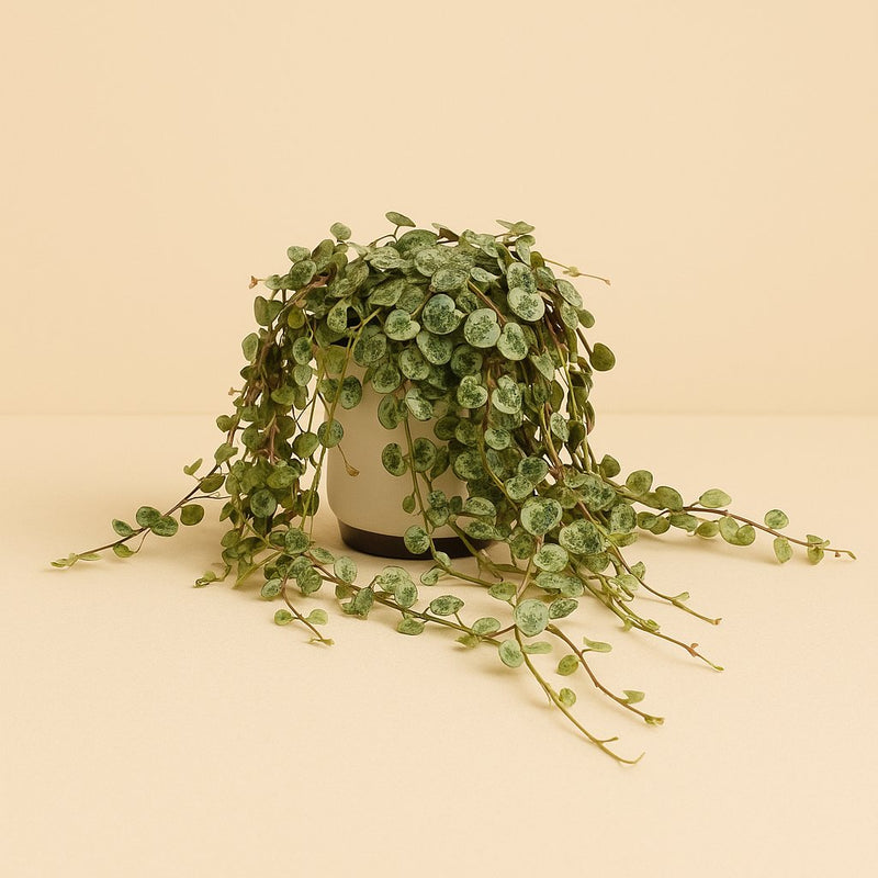 Peperomia Prostrata Detail