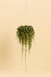 Peperomia Prostrata 20cm im 11cm Topf