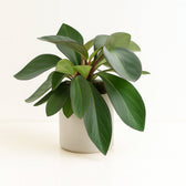 Peperomia Red Margin Feel Green 30cm im 14cm Topf
