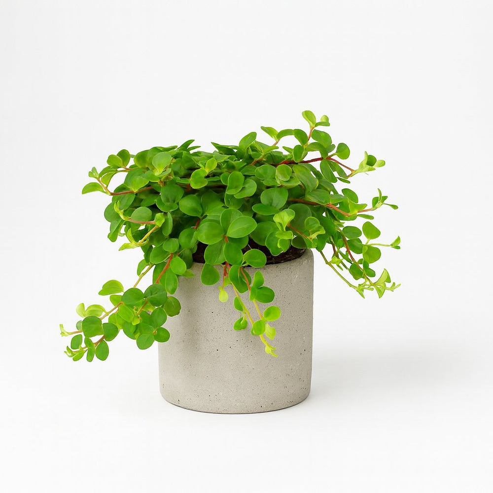 Peperomia Rotundifolia 15cm im 11cm Topf