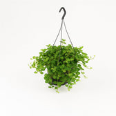 Peperomia Rotundifolia 25cm im 15cm Topf