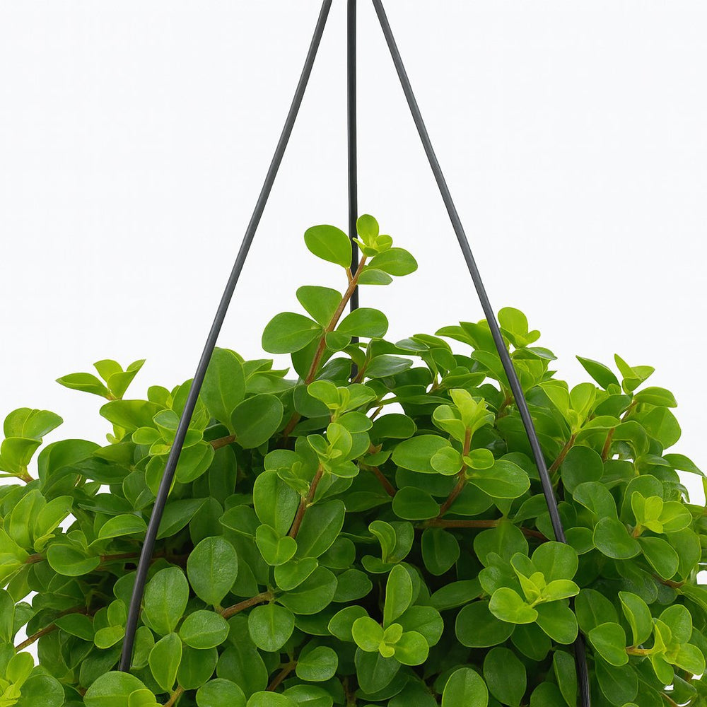 Peperomia Rotundifolia 25cm Nahaufnahme