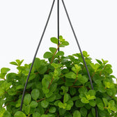 Peperomia Rotundifolia 25cm Nahaufnahme