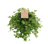 Peperomia Rotundifolia 27cm im 14cm Topf
