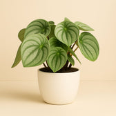 Peperomia Watermelon Big 25cm im 14cm Topf