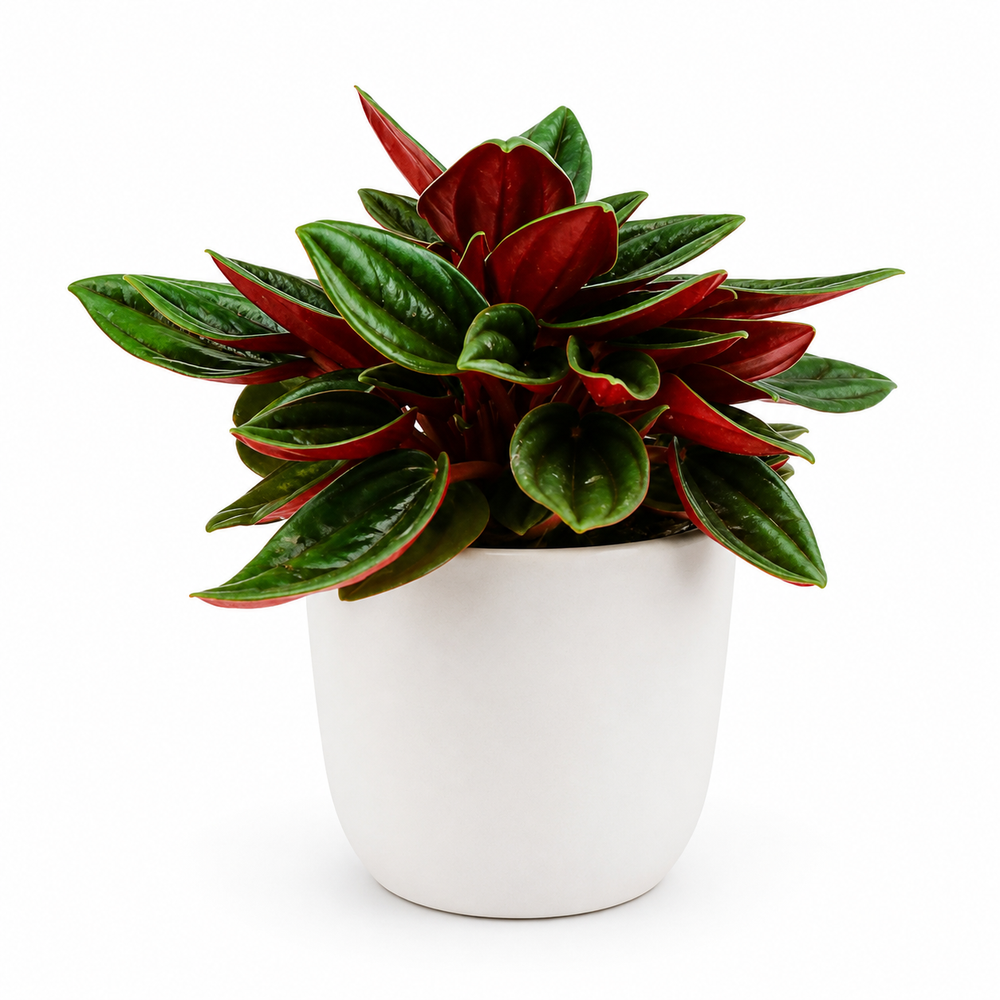 Peperomia Caperata Rosso - Ø6cm - 10cm