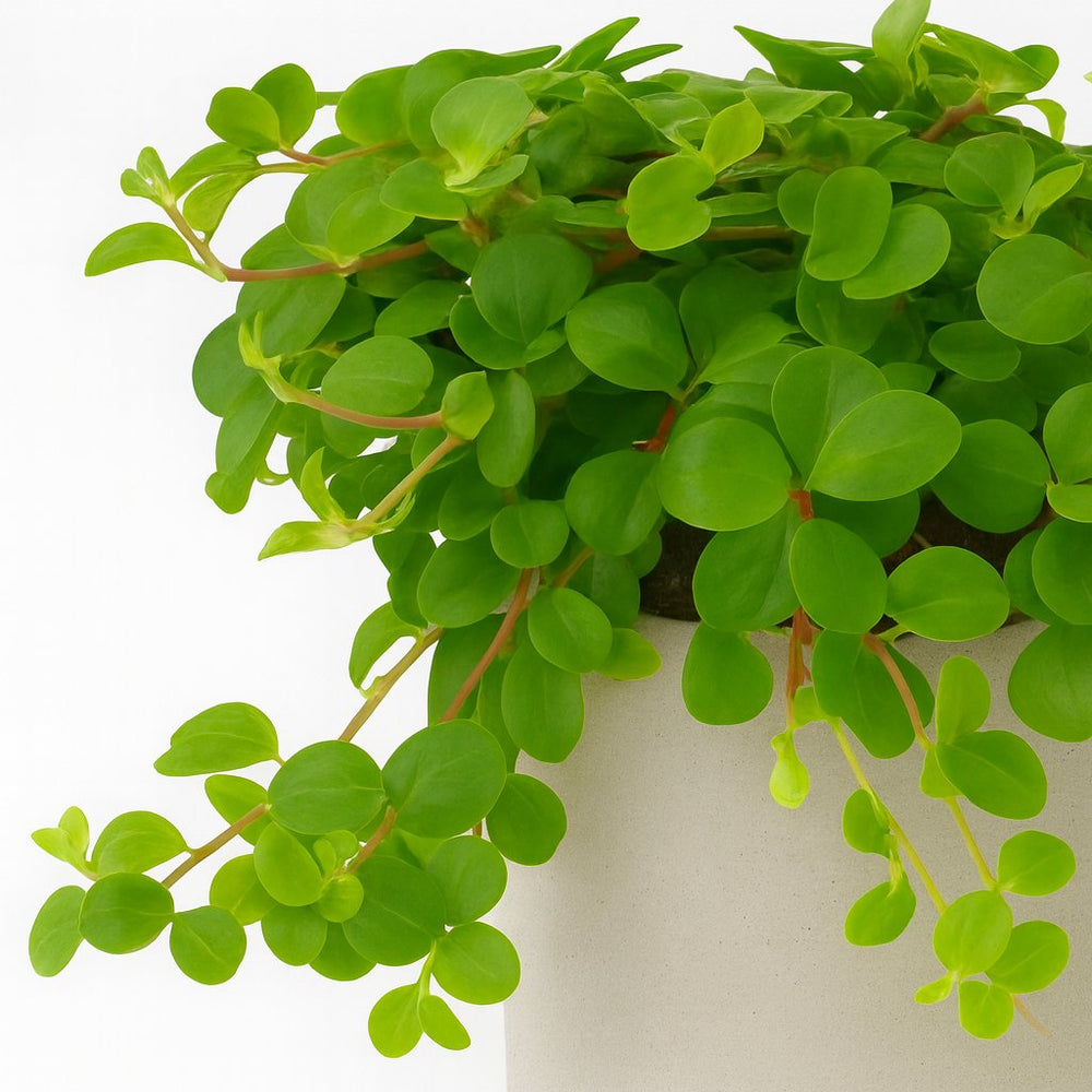 Peperomia Rotundifolia 15cm Nahaufnahme