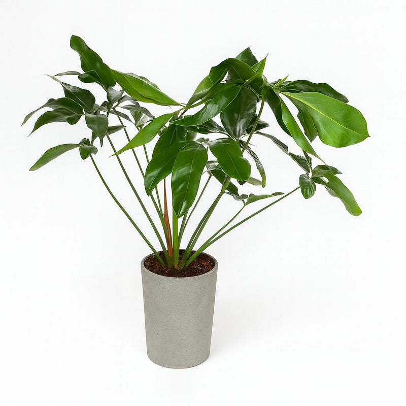 Philodendron Green Wonder Detail