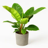 Philodendron Imperial Green 55cm im 19cm Topf
