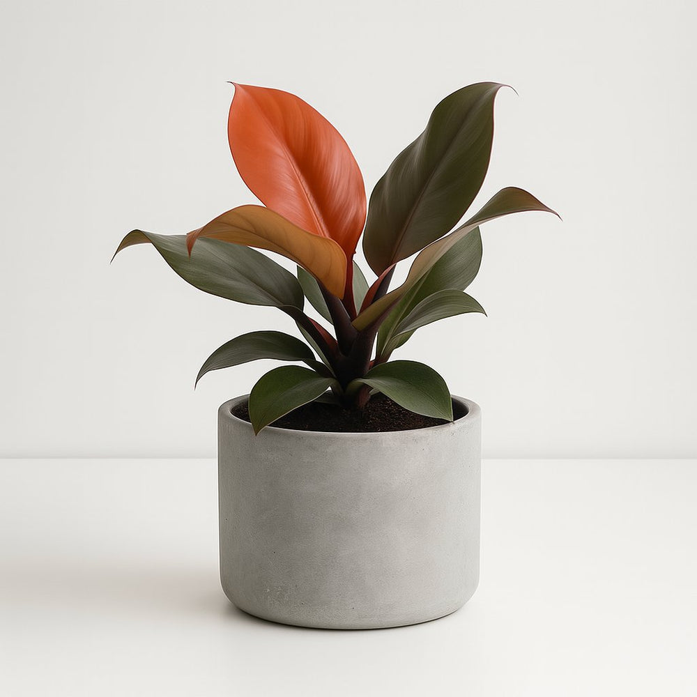 Philodendron Imperial Red 25cm im 12cm Topf