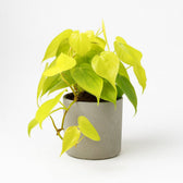 Philodendron Lime 20cm im 12cm Topf