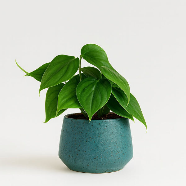 Philodendron Scandens 15cm im 12cm Topf