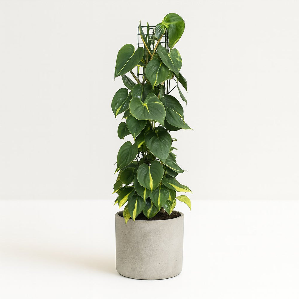 Philodendron Scandens Brasil 120cm im 24cm Topf