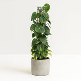Philodendron Scandens Brasil 120cm im 24cm Topf