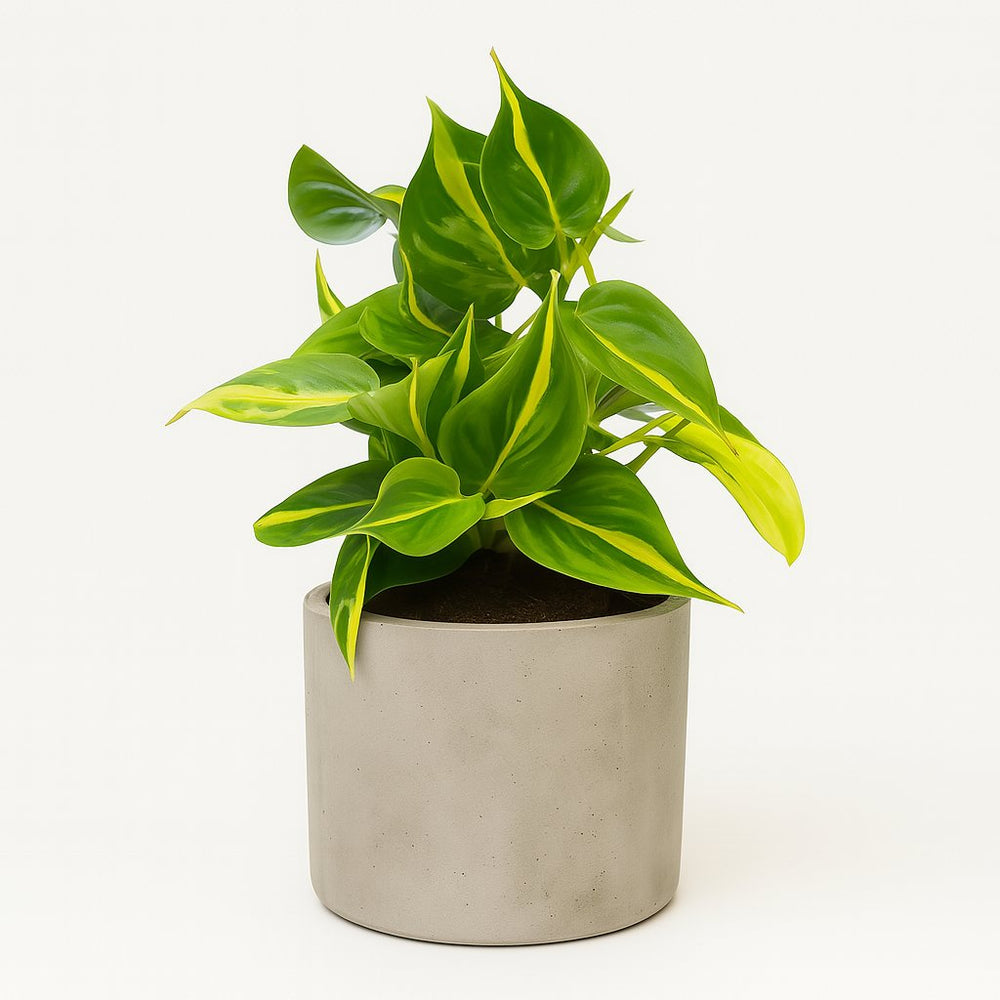 Philodendron Scandens Brasil 15cm im 12cm Topf
