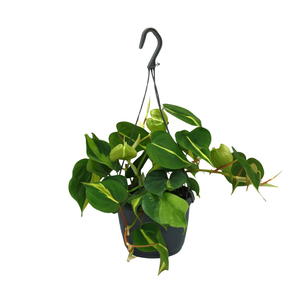 Philodendron Scandens Brasil 35cm im 15cm Topf