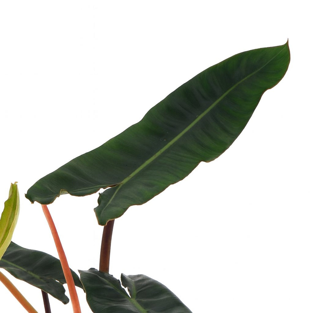 Philodendron Billietiae 25cm Nahaufnahme