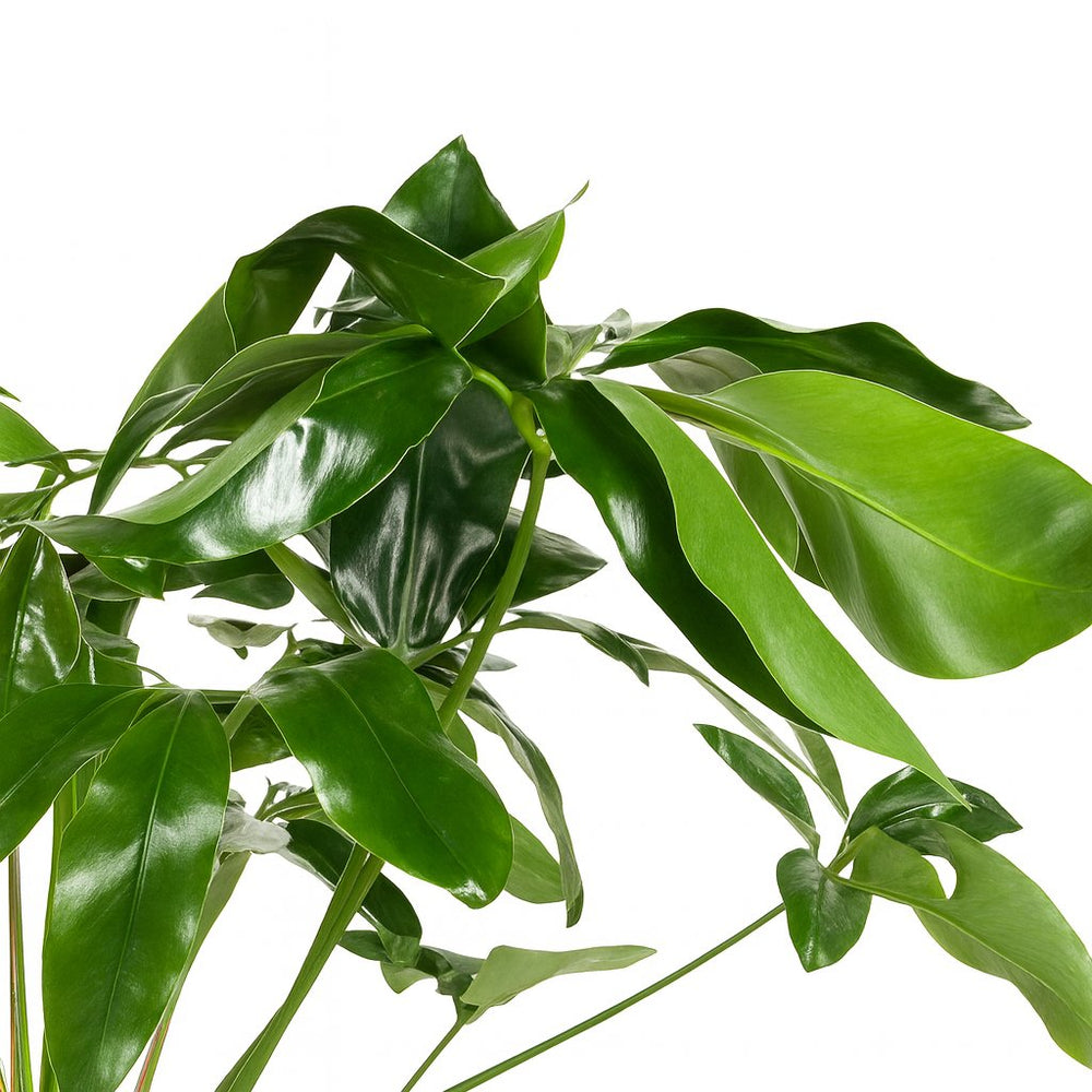 Philodendron Green Wonder 100cm Nahaufnahme