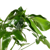 Philodendron Green Wonder 100cm Nahaufnahme