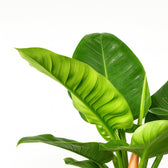 Philodendron Imperial Green 55cm im 19cm Topf Nahaufnahme