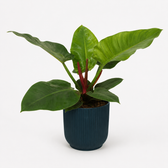 Philodendron Imperial Green 60cm im 17cm Topf