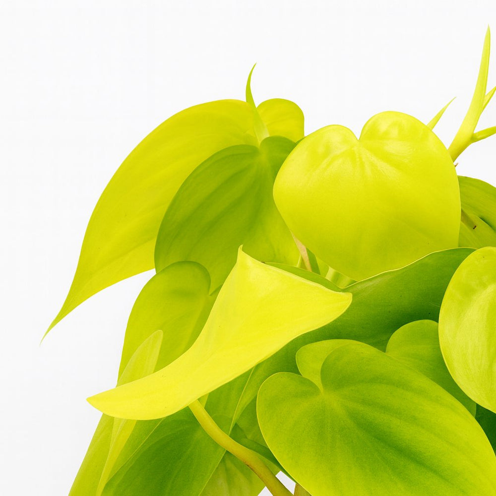 Philodendron Lime 20cm Nahaufnahme