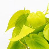 Philodendron Lime 20cm Nahaufnahme