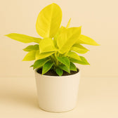 Philodendron Moonshine 30cm im 12cm Topf