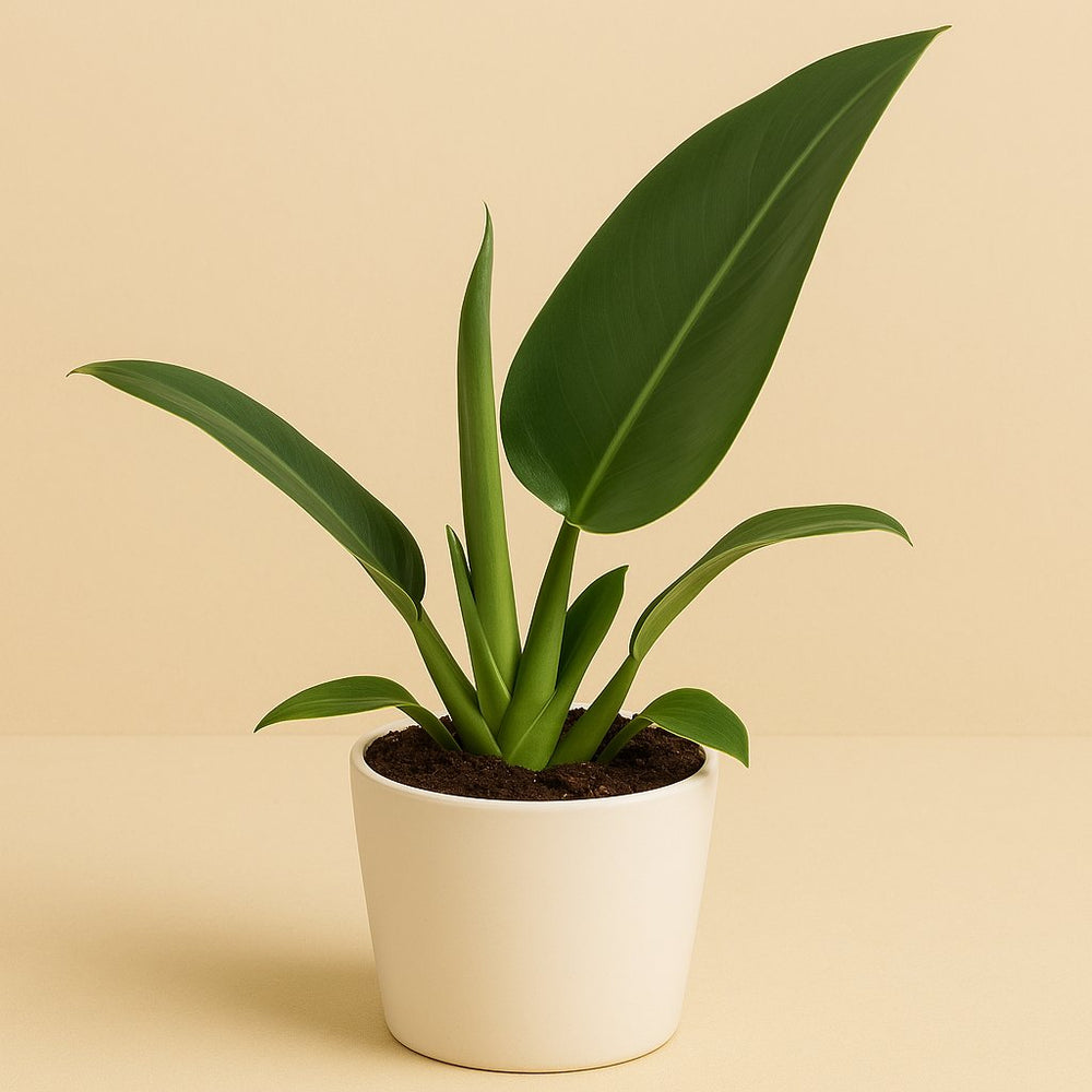 Philodendron Pacova 25cm im 12cm Topf
