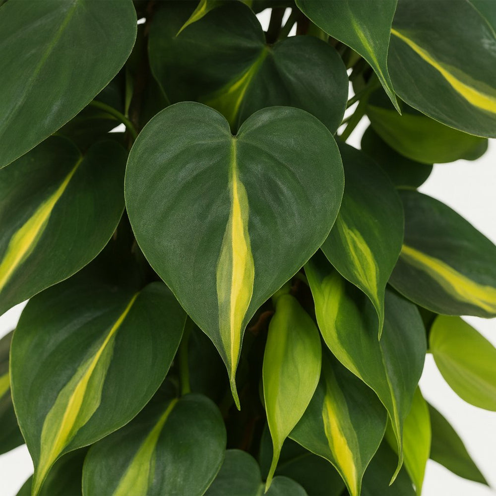 Philodendron Scandens Brasil 120cm im 24cm Topf Nahaufnahme