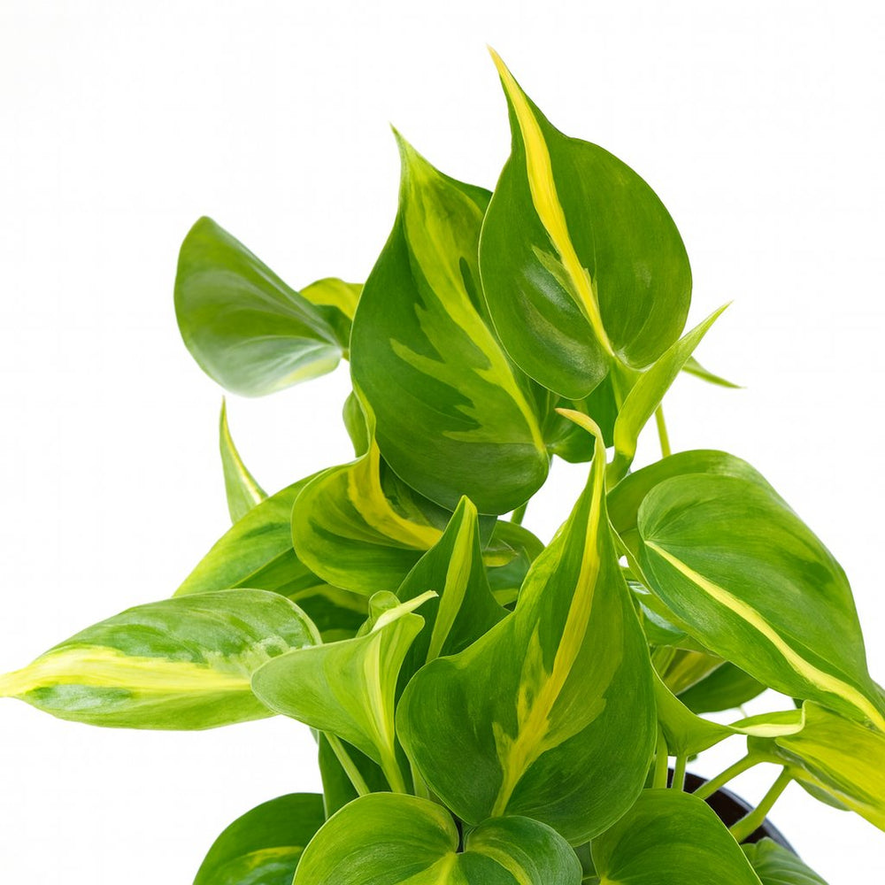 Philodendron Scandens Brasil 15cm im 12cm Topf Nahaufnahme