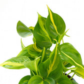 Philodendron Scandens Brasil 15cm im 12cm Topf Nahaufnahme