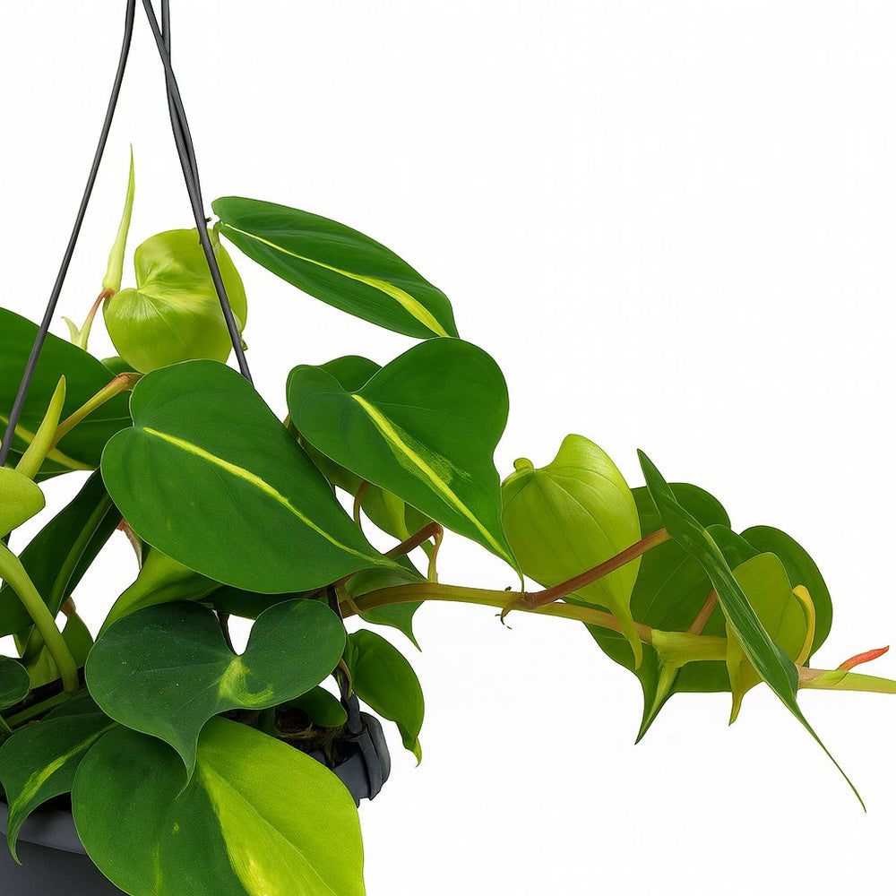 Philodendron Scandens Brasil 35cm Nahaufnahme
