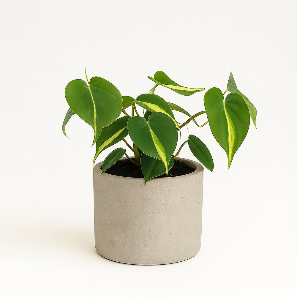 Philodendron Scandens Brasil 20cm im 12cm Topf
