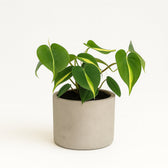 Philodendron Scandens Brasil 20cm im 12cm Topf